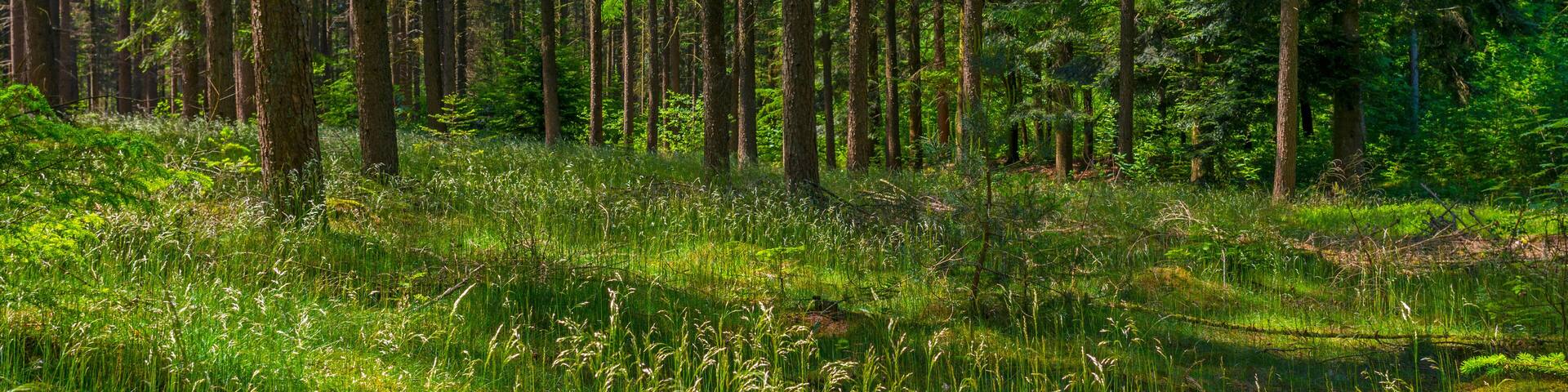 Clearing in a pine forest in sunlight in spring
