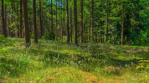 Clearing in a pine forest in sunlight in spring