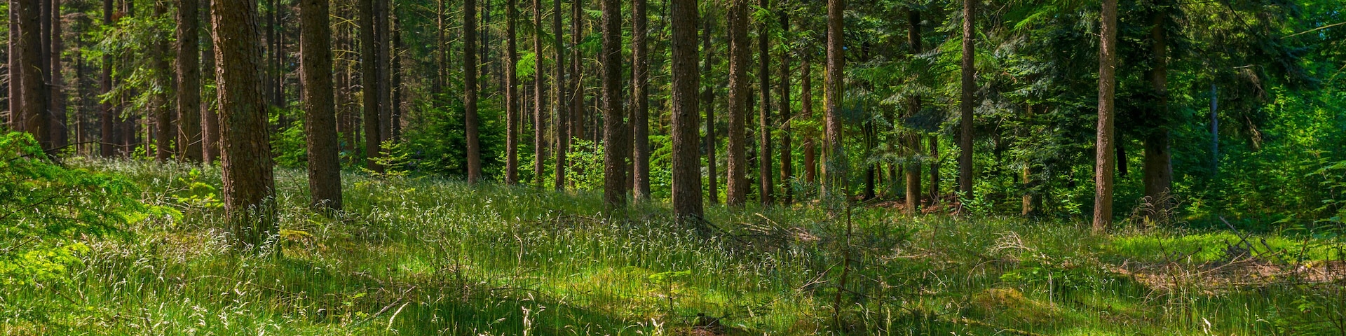Clearing in a pine forest in sunlight in spring