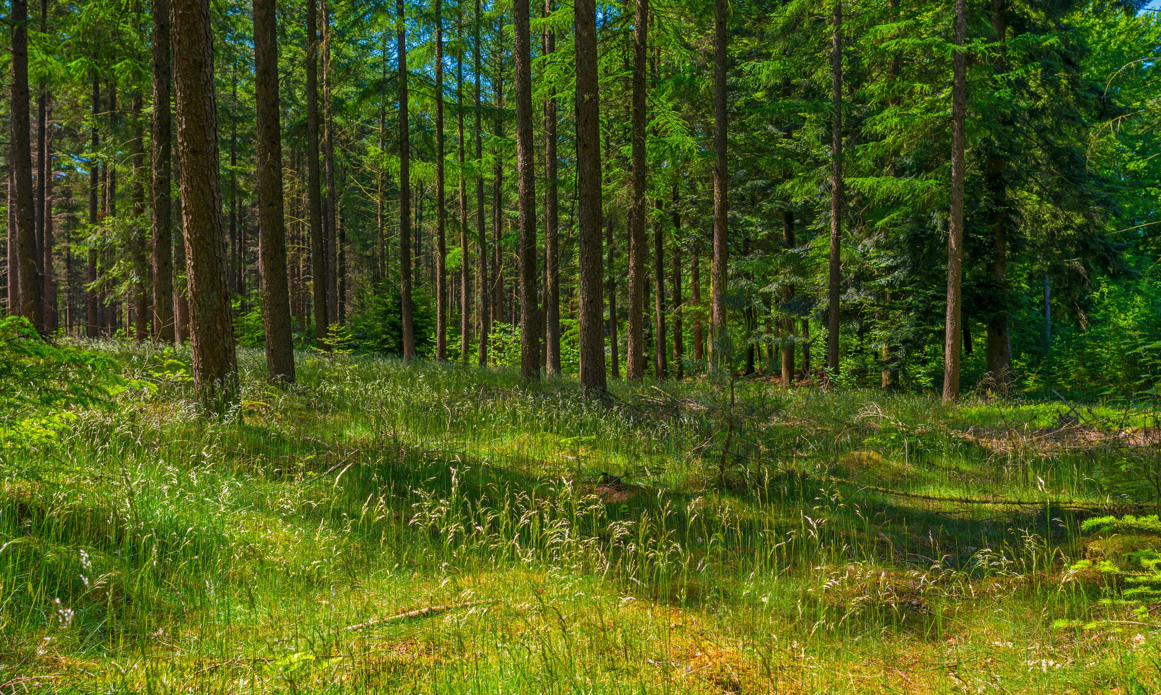 A dense forest with tall trees and lush green undergrowth.