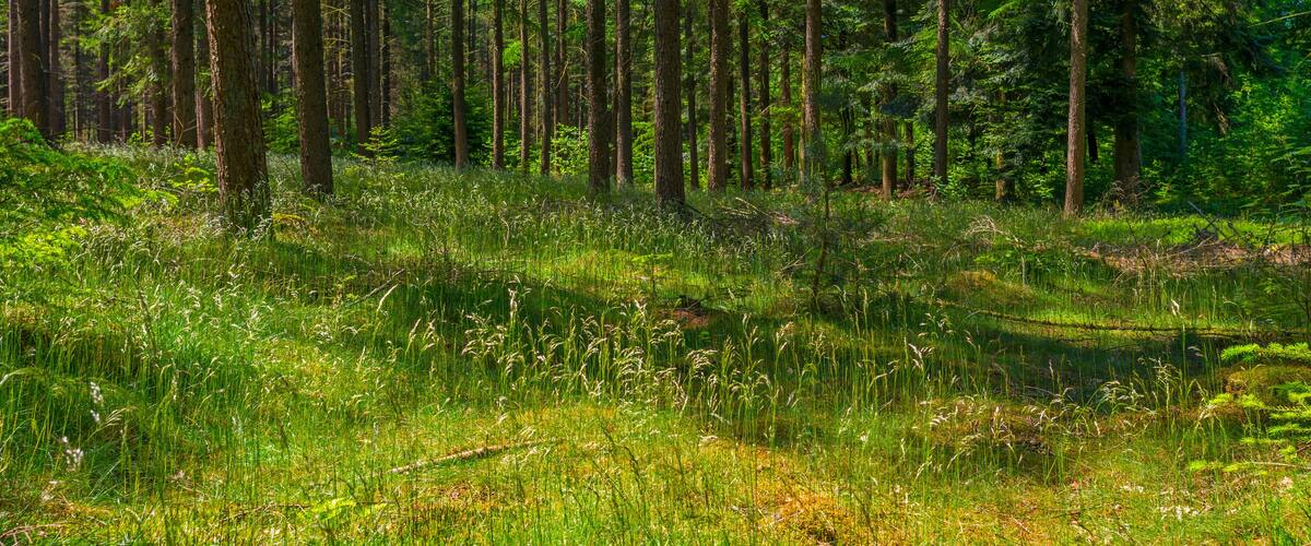 A dense forest with tall trees and lush green undergrowth.