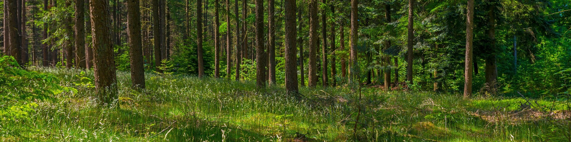 A dense forest with tall trees and lush green undergrowth.
