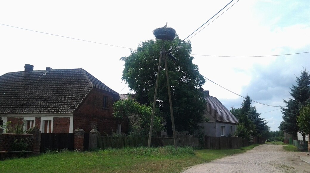 Bocianie gniazdo w Kłopocie