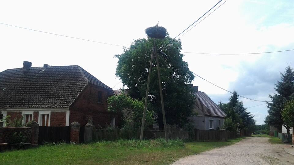 A rural road with houses, a large tree, and a utility pole.