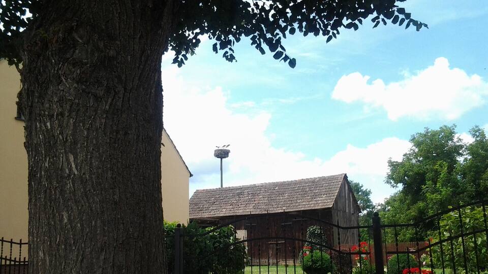 A tree, a fence, a grassy area, and a building with a sloped roof.