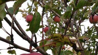 Autumn in Moscow region.