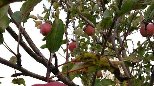 Autumn in Moscow region.