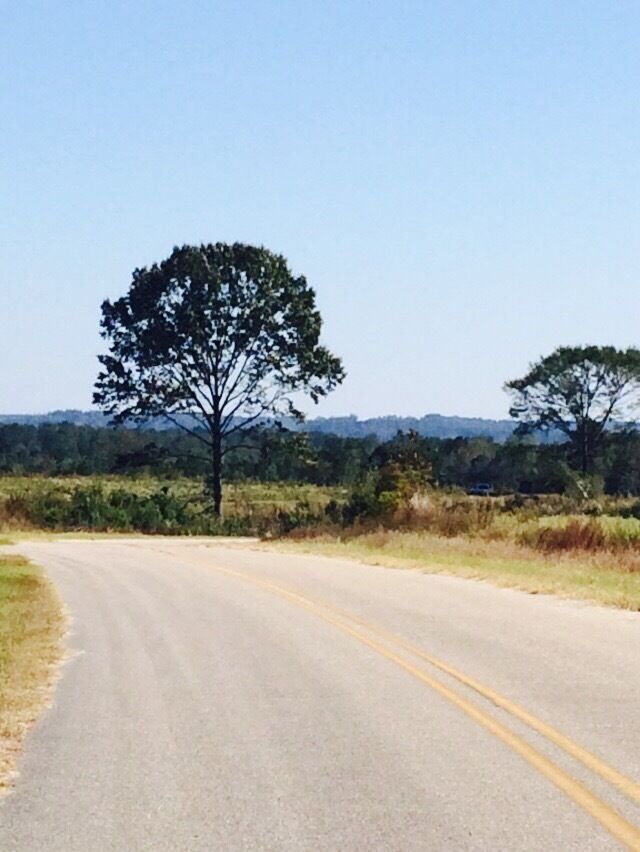 A rural road with a large tree on the left and a clear blue sky.