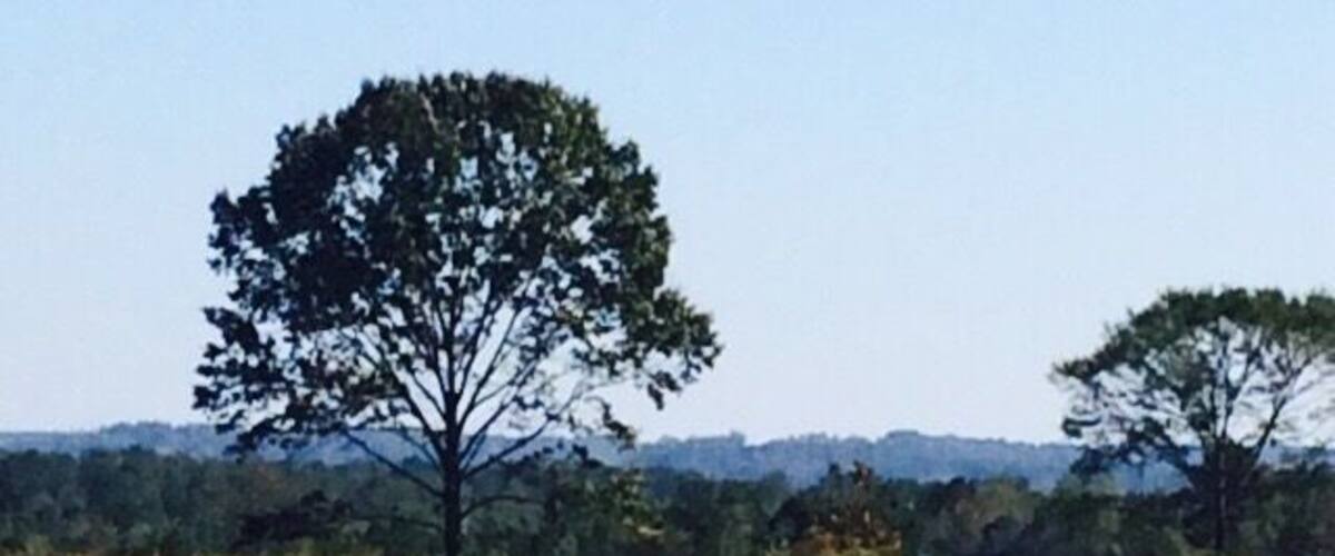 A rural road with a large tree on the left and a clear blue sky.