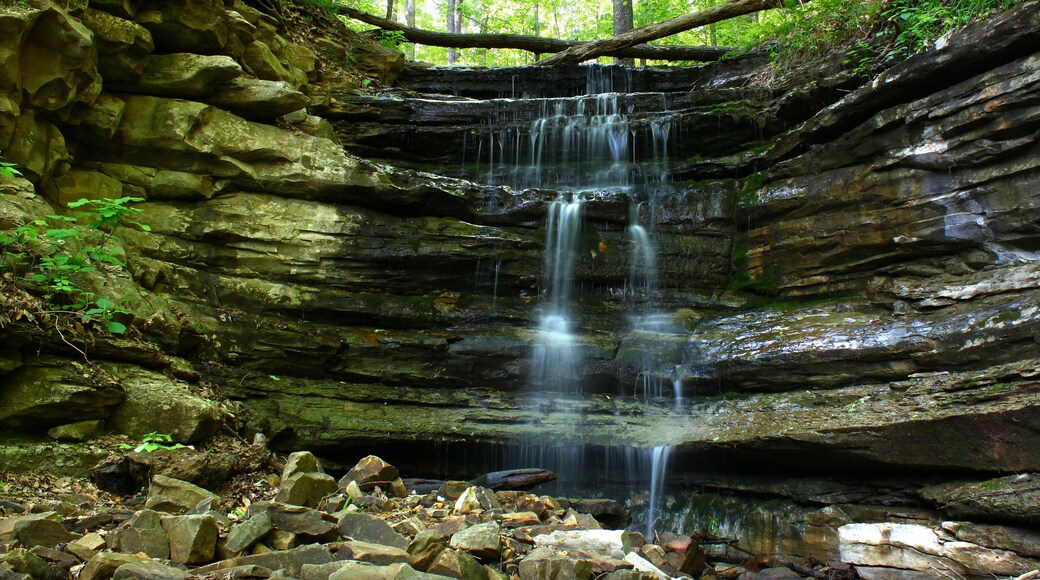 براونسبورو