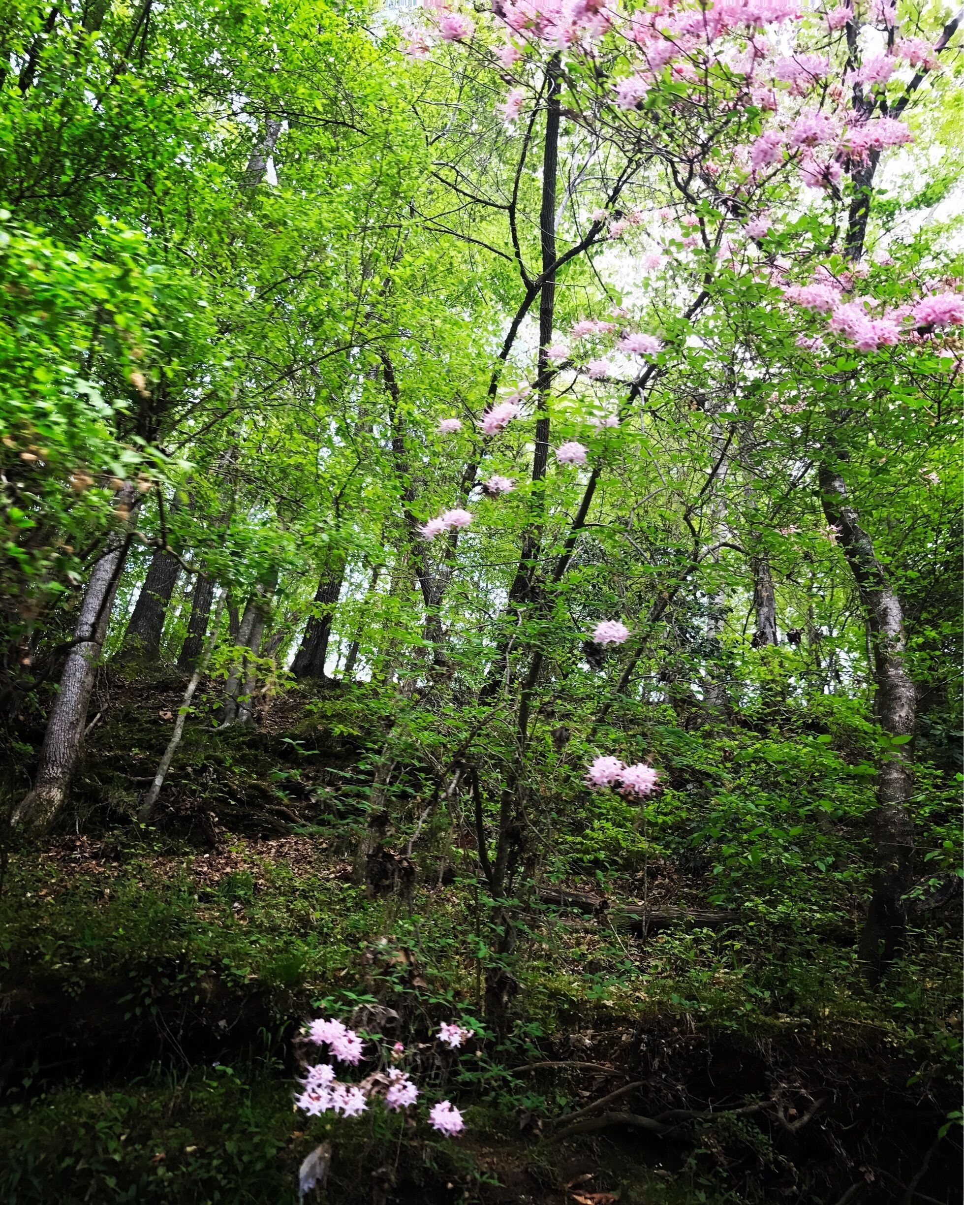 I have been blessed to travel and live all over the World. Each have graciously taken me in and they became my Home. Their beauties mesmerize me, thus I #LoveMyTown. I have been, and always will be, a #NomadicSoul #TravelinLight
#SpringFun
#RiverLife
#Colorful
#Green