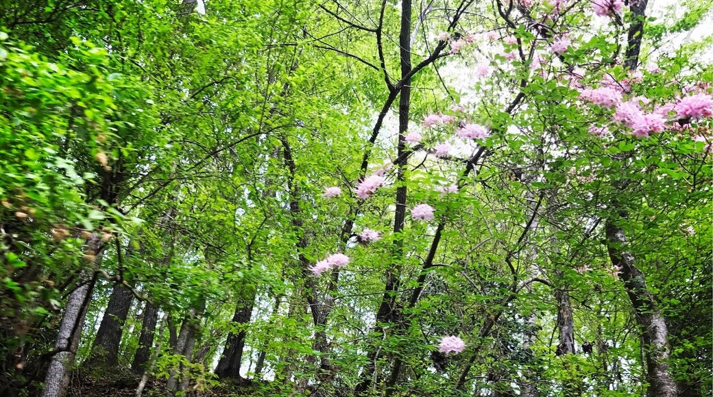 I have been blessed to travel and live all over the World. Each have graciously taken me in and they became my Home. Their beauties mesmerize me, thus I #LoveMyTown. I have been, and always will be, a #NomadicSoul #TravelinLight
#SpringFun
#RiverLife
#Colorful
#Green