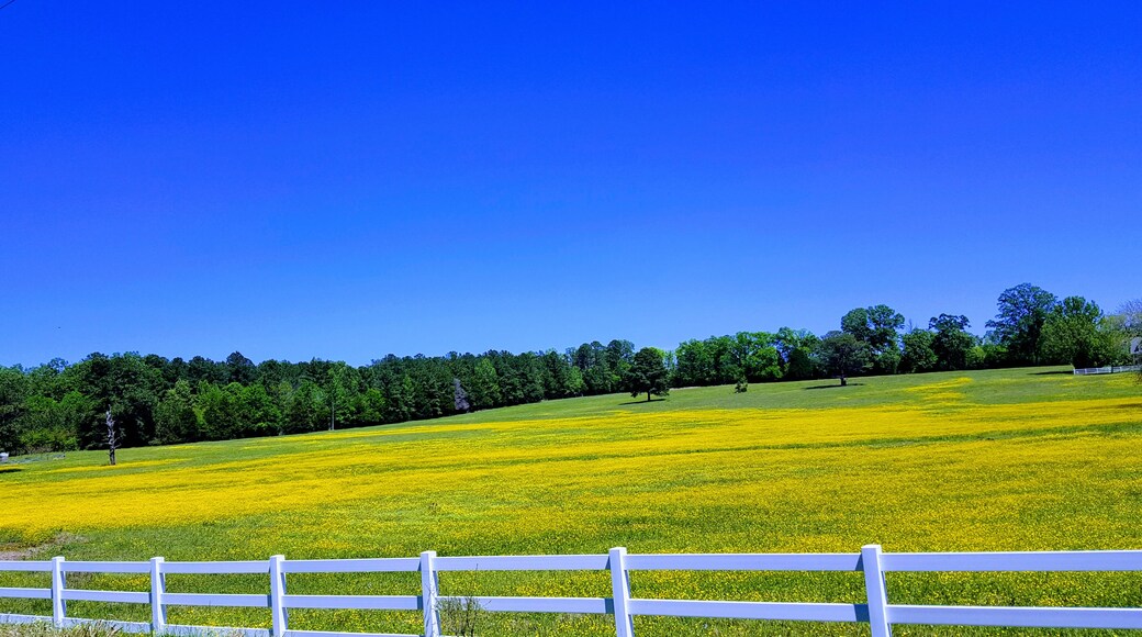 A beautiful spot near Demopolis, Alabama, USA. It's a once a year event, too good not to share. #field #nature #colors #yellow #sky #blue #fence #outdoors