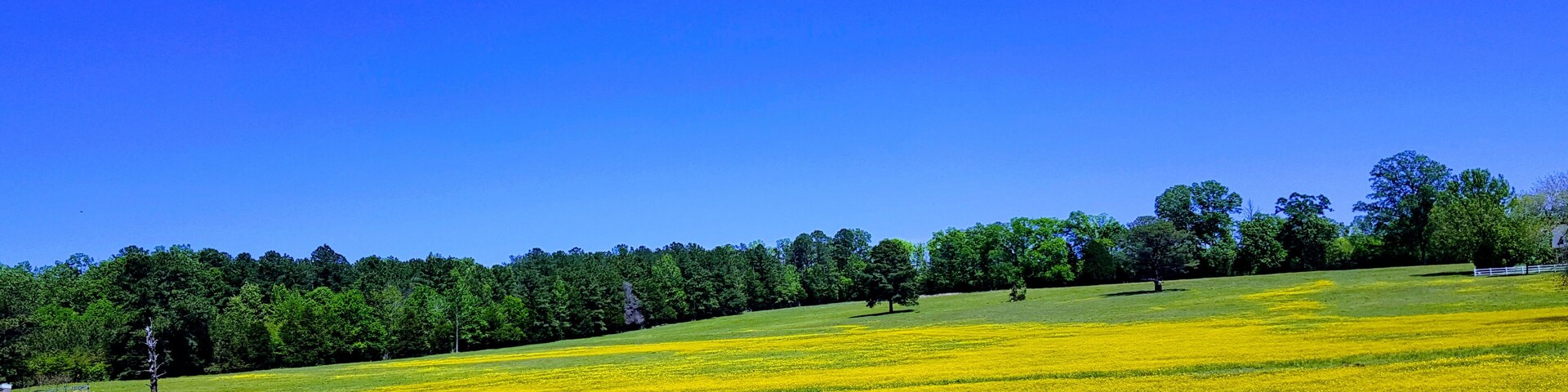 A beautiful spot near Demopolis, Alabama, USA. It's a once a year event, too good not to share. #field #nature #colors #yellow #sky #blue #fence #outdoors