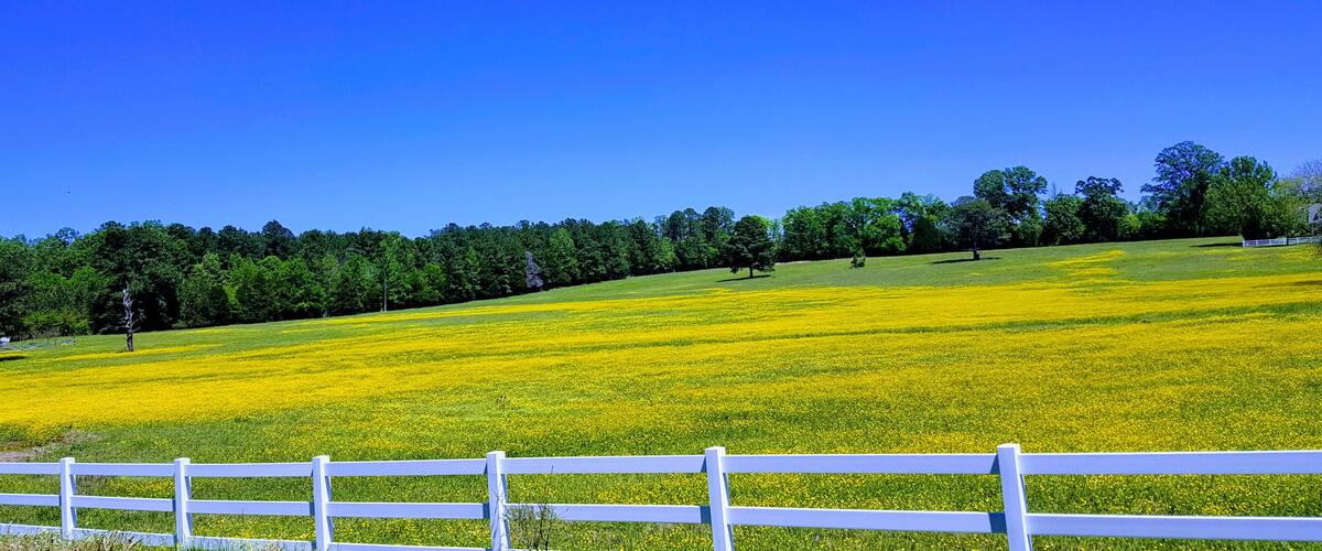 A field of yellow flowers with a white fence in the foreground and a line of trees in the background under a clear blue sky.