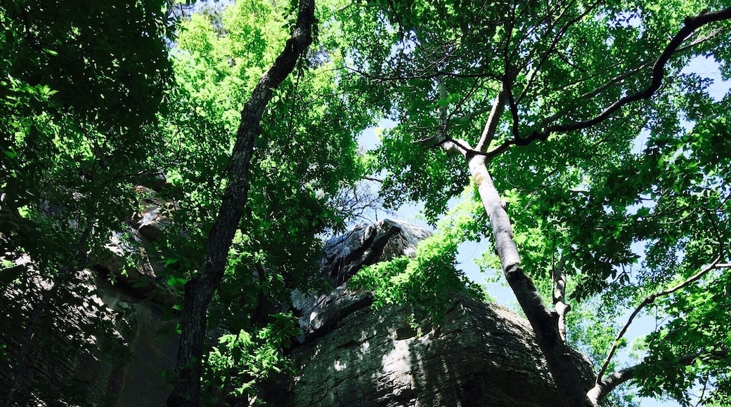 Amazing rock wall just appeared on our hike.