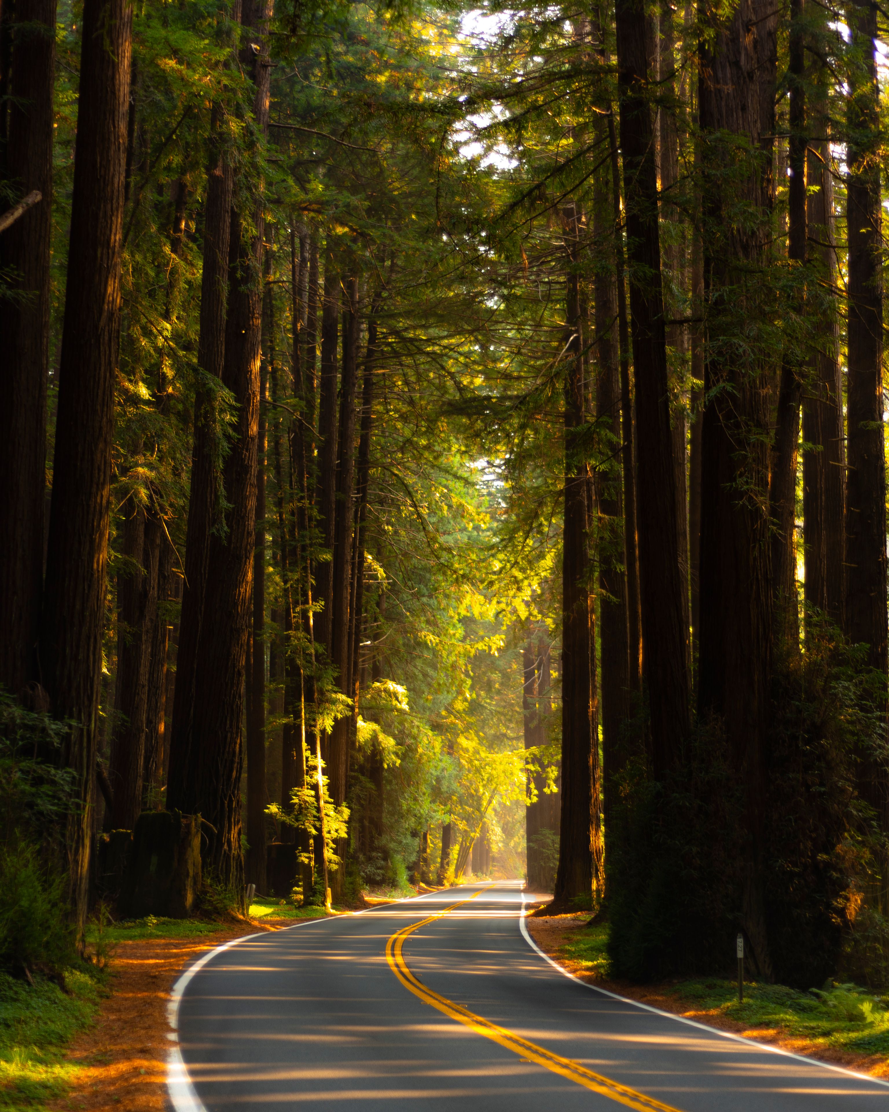 Highway 128 in Mendocino in the Old Growth Redwoods