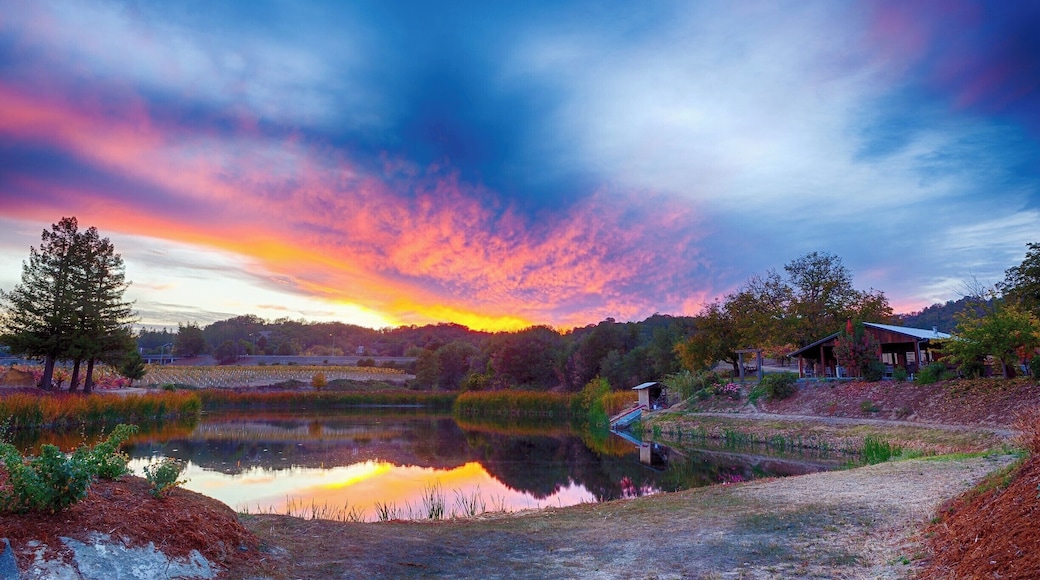 Testa Vineyards is a small, family run, winery located in Calpella, California. #BVStrove #winery #grapes #sunset #california