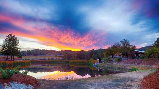 Testa Vineyards is a small, family run, winery located in Calpella, California. #BVStrove #winery #grapes #sunset #california
