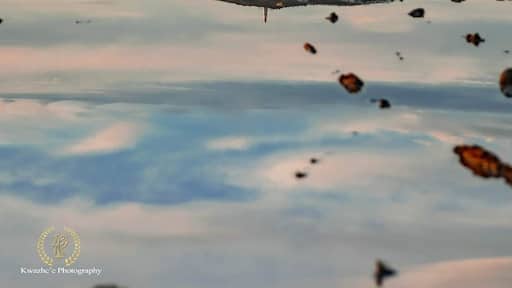 2020 of Jan 25th After the rain, look like a real lake, but not. :) Perfect sunset with left water.
I think radio airplane, not sure. But I love this!