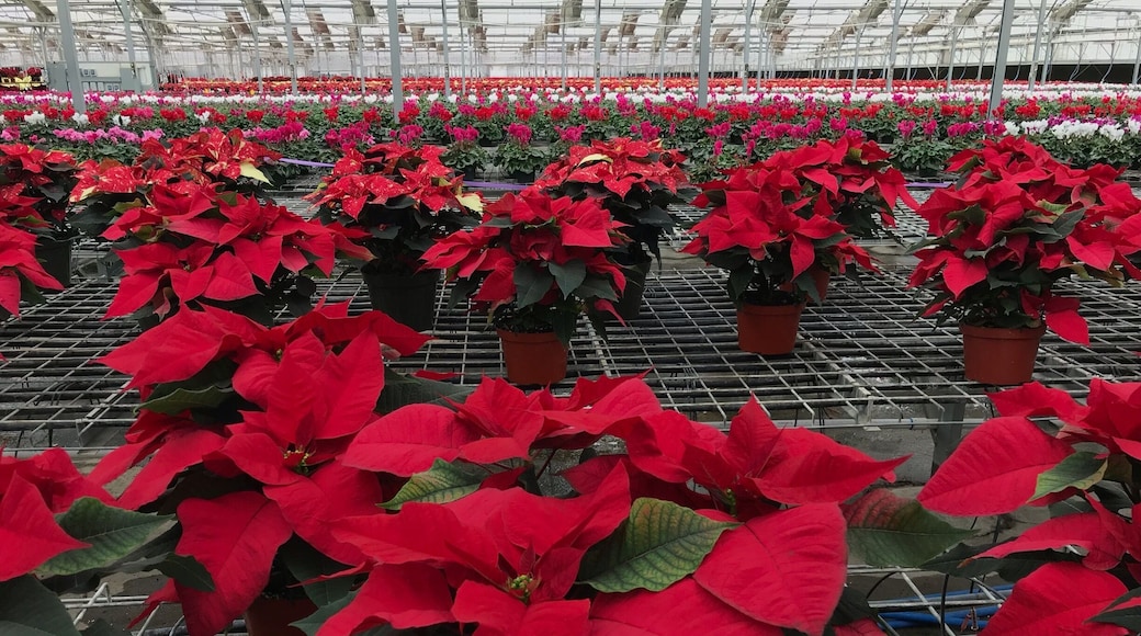 Looking for beautiful poinsettias for the holiday season? This is your place! The greenhouse is filled with gorgeous colorful flowers as far as the eye can see!