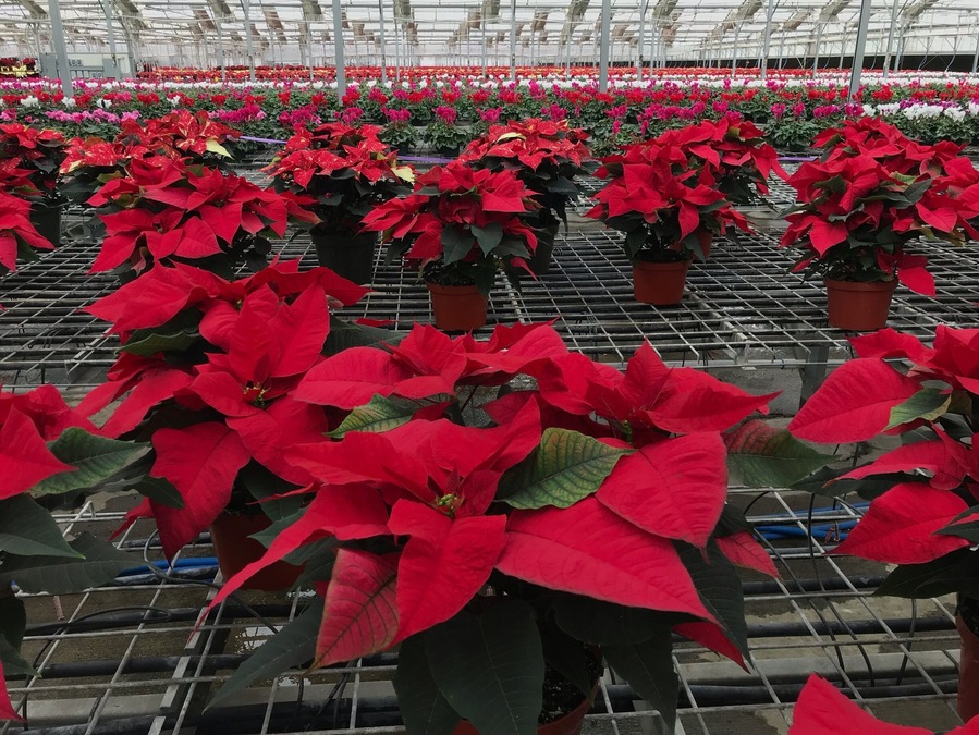 Looking for beautiful poinsettias for the holiday season? This is your place! The greenhouse is filled with gorgeous colorful flowers as far as the eye can see!