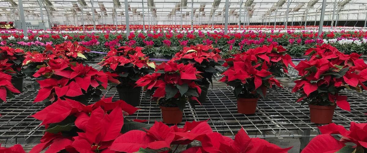 A greenhouse with rows of red poinsettia plants.