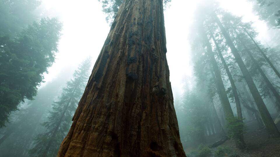 Sequoya