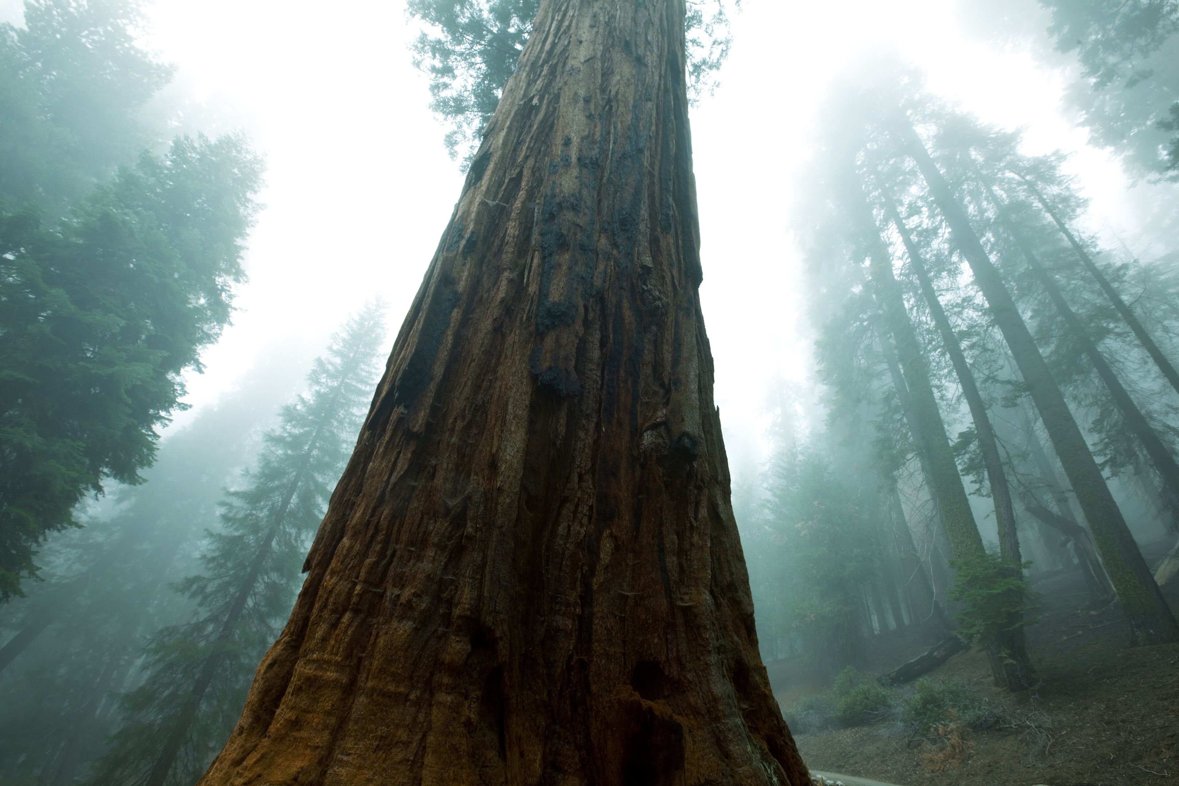 A tall, ancient redwood tree in a foggy forest.