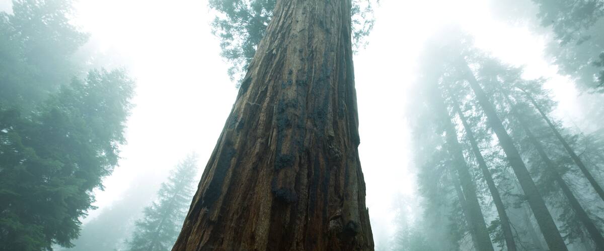 A tall, ancient redwood tree in a foggy forest.