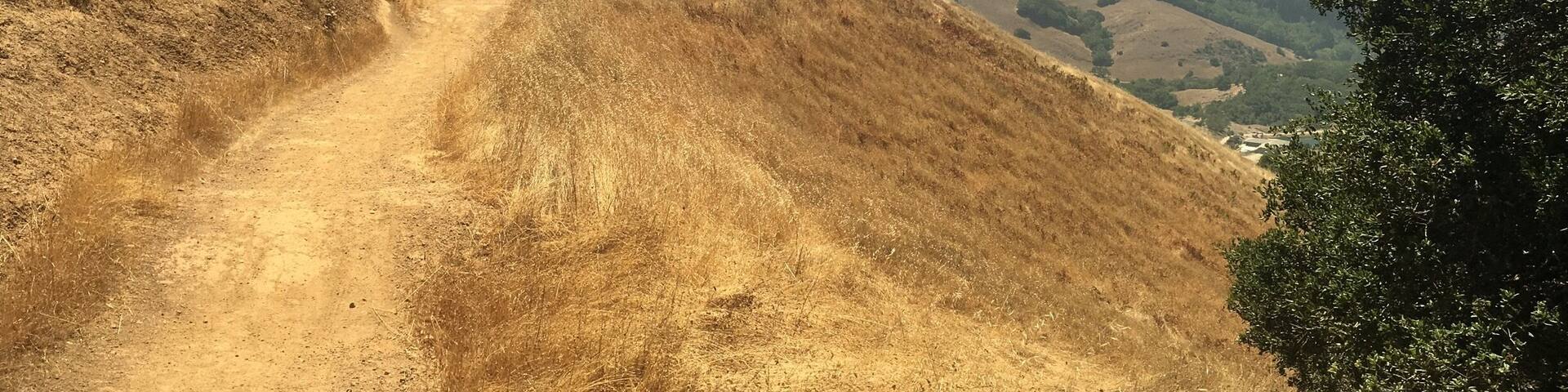 Big Rock trail in Lucas Valley/ Loma Alta Open Space preserve. Even in the height of summer, with the grasses dry and brown, the views are amazing! Remember to bring water and sunblock as you hike on the ridge line. There are lovely ‘oasis’ along the way in the form of islands of trees and even a spring fed water trough for horses.
Links to Bay Area Ridge Trail.
#Hiking
#AboveItAll
#MarinOpenSpaceCA