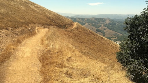 Big Rock trail in Lucas Valley/ Loma Alta Open Space preserve. Even in the height of summer, with the grasses dry and brown, the views are amazing! Remember to bring water and sunblock as you hike on the ridge line. There are lovely ‘oasis’ along the way in the form of islands of trees and even a spring fed water trough for horses.
Links to Bay Area Ridge Trail.
#Hiking
#AboveItAll
#MarinOpenSpaceCA
