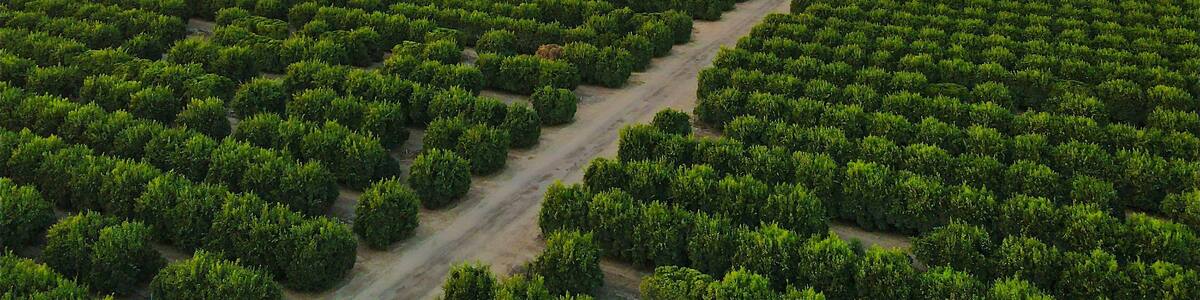 Central Valley Orchard Landscape, Parlier, CA