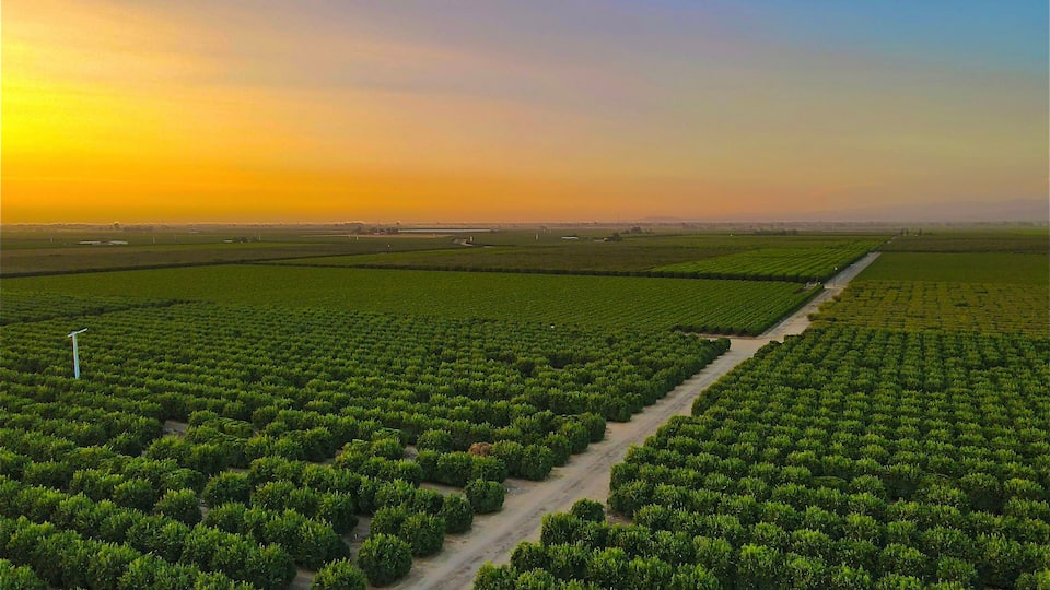An aerial view of a lush green agricultural field with rows of crops and a dirt path running through it.