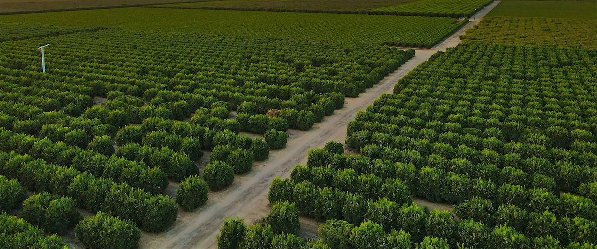 Central Valley Orchard Landscape, Parlier, CA