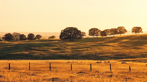 Quintessential central California landscape of oak savannah. The oaks common in foothill areas of central California are largely native species. The ground layer of grasses, however, is made up primarily of invasive exotics brought over, both intentionally and unintentionally, by European settlers in the last three centuries. #goldenhour