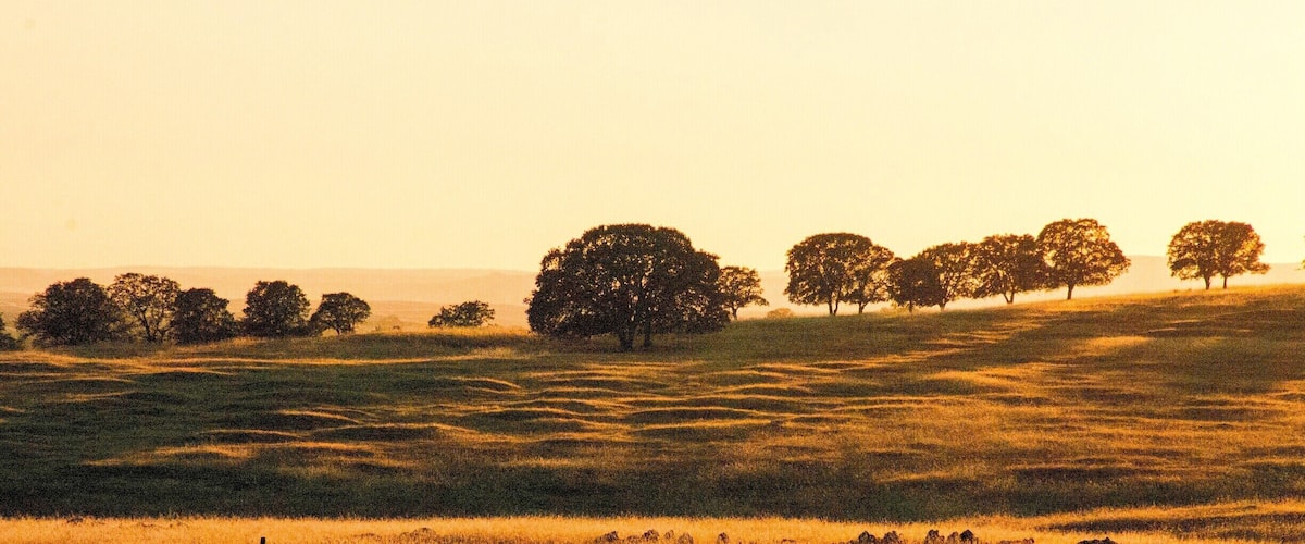 A golden field with a fence and trees in the background.