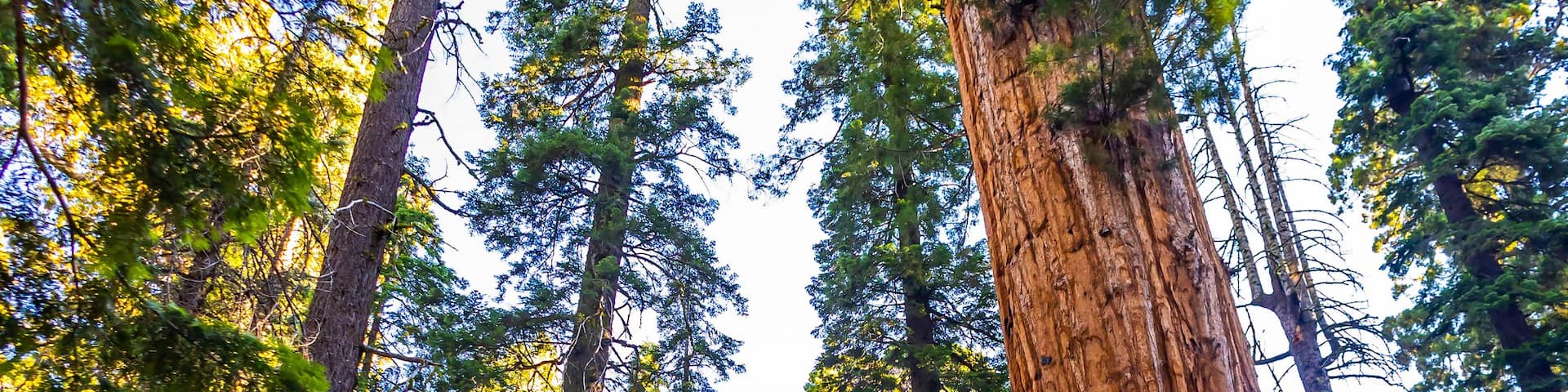 A forest with tall trees and a dirt path.