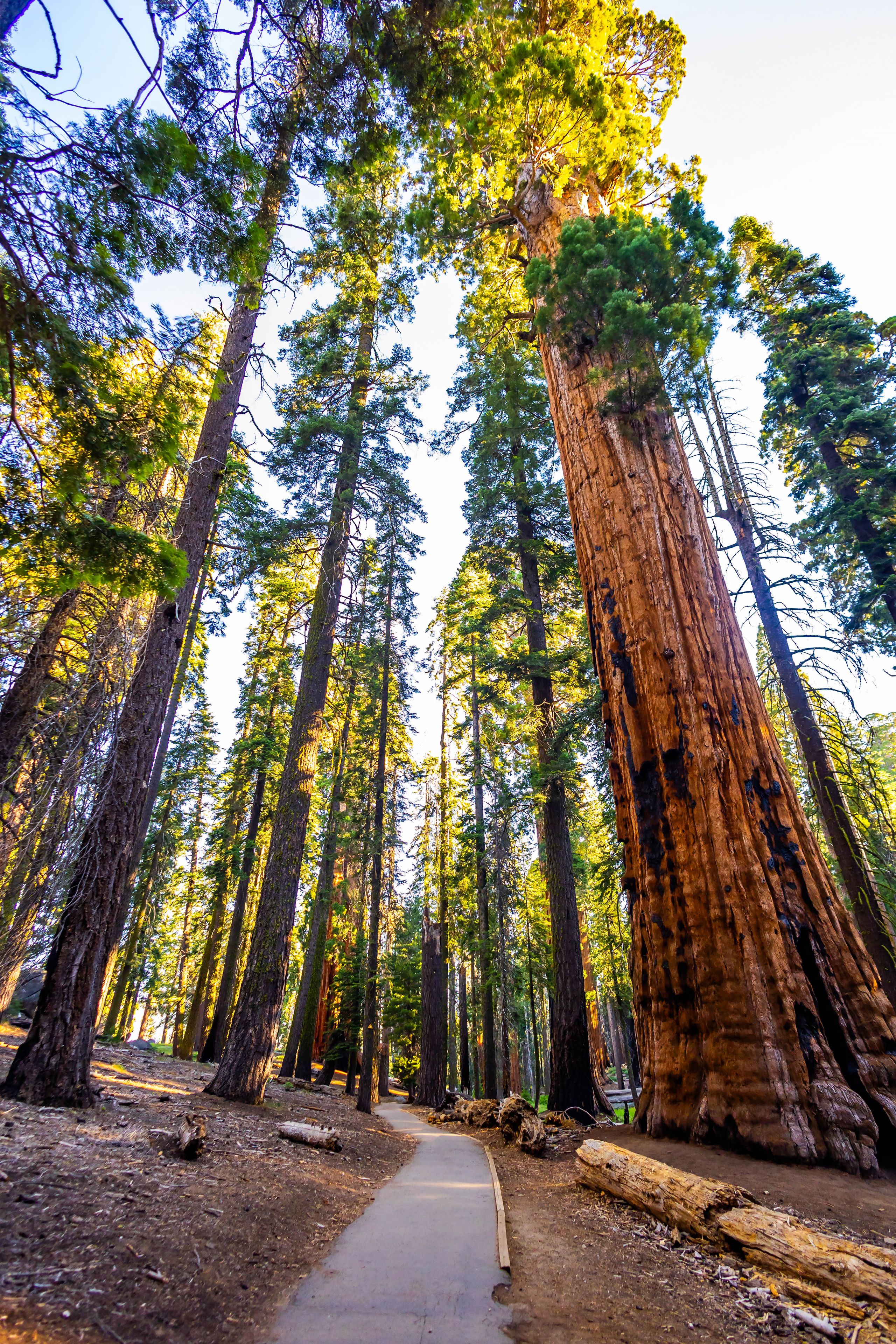 A forest with tall trees and a dirt path.