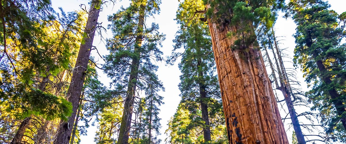 A forest with tall trees and a dirt path.
