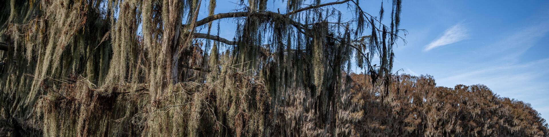 palm point park, newnans lake, alachua county, florida