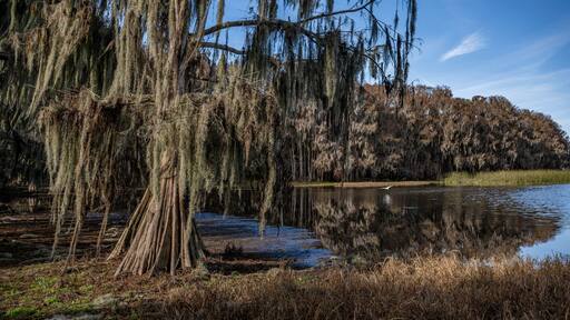 palm point park, newnans lake, alachua county, florida
