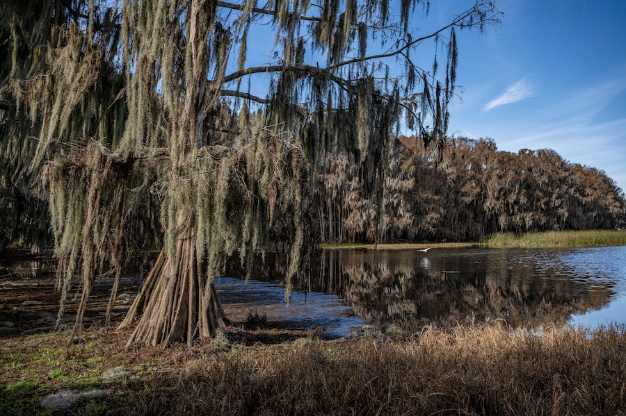 palm point park, newnans lake, alachua county, florida