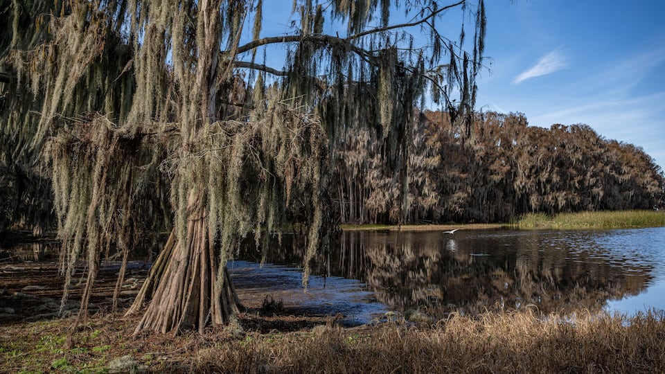 A serene pond surrounded by trees with Spanish moss, reflecting the sky and trees.