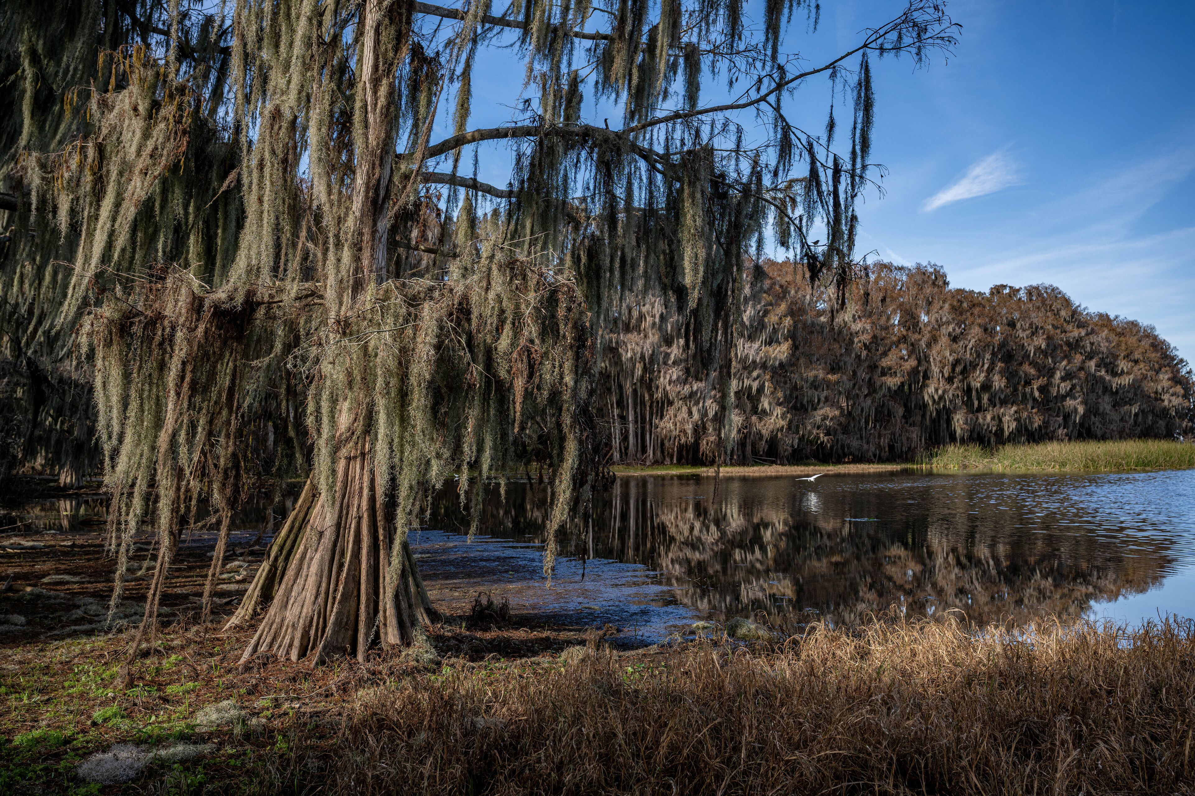 A serene pond surrounded by trees with Spanish moss, reflecting the sky and trees.