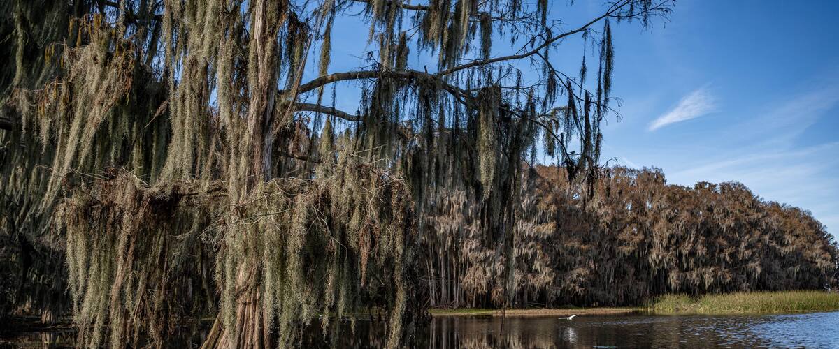 A serene pond surrounded by trees with Spanish moss, reflecting the sky and trees.