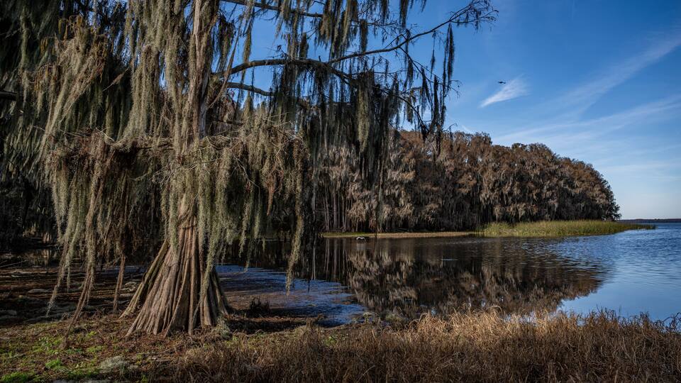 A serene lake with Spanish moss-covered trees and a calm water surface reflecting the sky.