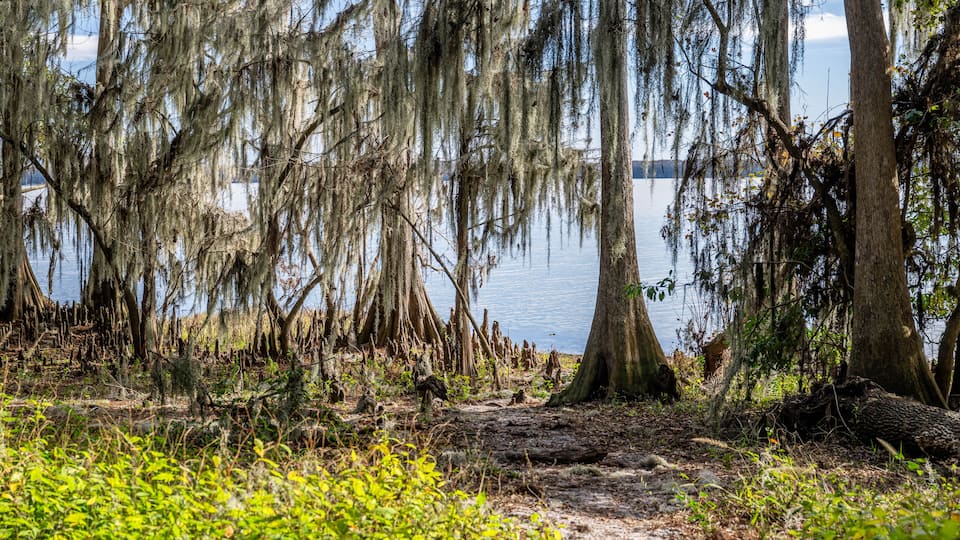 A swampy area with trees covered in Spanish moss, a water body in the background, and a dirt path leading through the vegetation.
