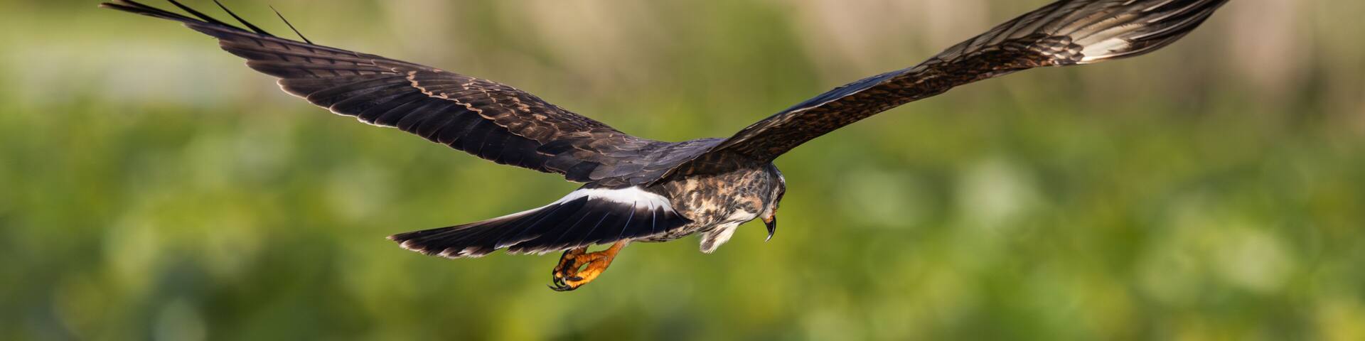 A snail kite (Rostrhamus sociabilis) hunting for prey at the Emeralda Marsh Conservation area near Leesburg, Florida