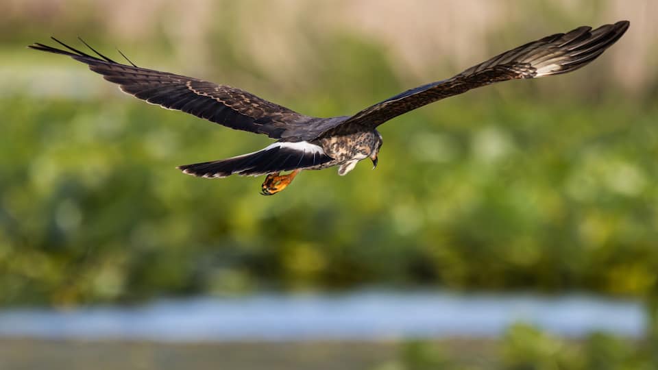 A bird of prey in flight over a body of water with greenery in the background.